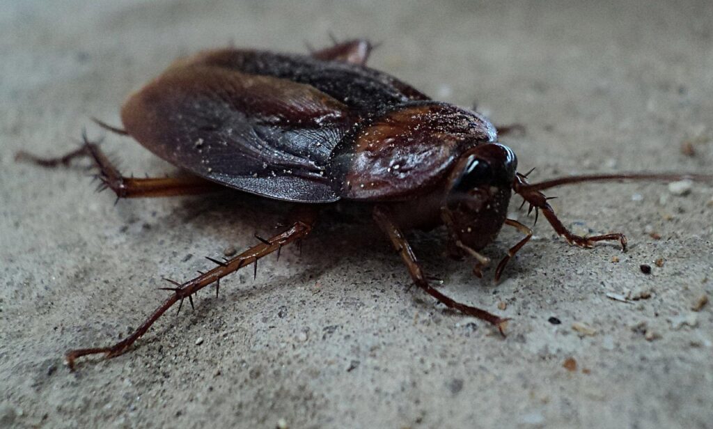 cockroach, beetle, pest, insect, wing, wildlife, bug, small, antennae, wild, entomology, outdoor, life, nature, gray life, beetle, beetle, beetle, pest, pest, pest, pest, bug, bug, bug, bug, bug