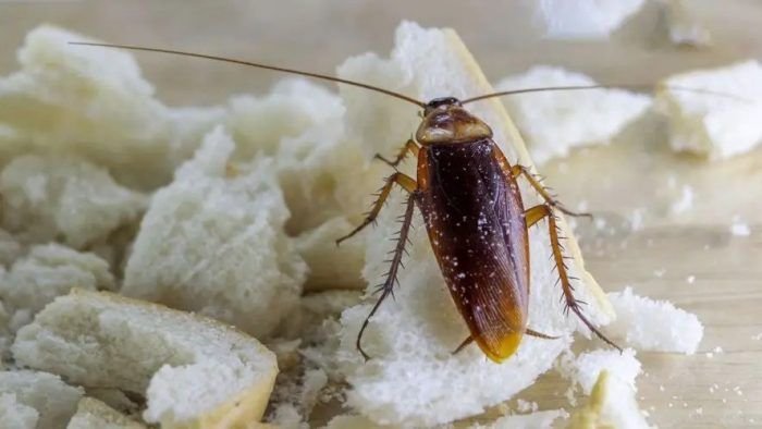 Common household cockroach close-up on kitchen counter