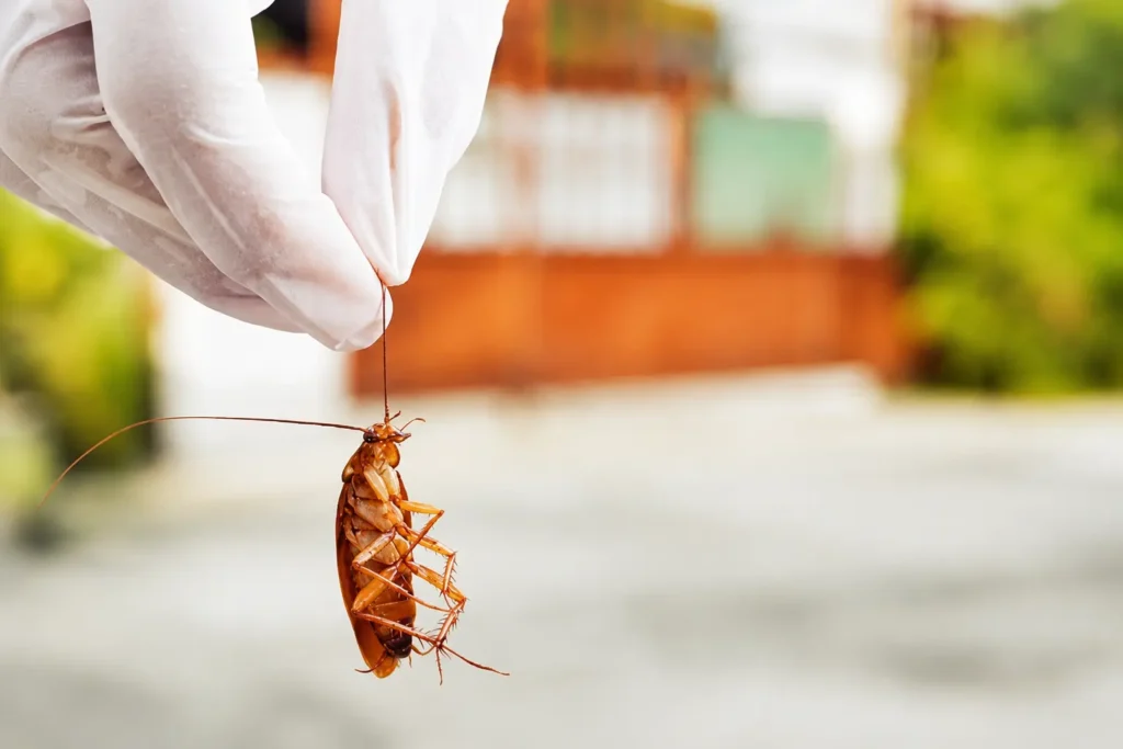 Licensed pest control technician inspecting a Dubai apartment for cockroaches
