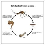 mosquito life cycle