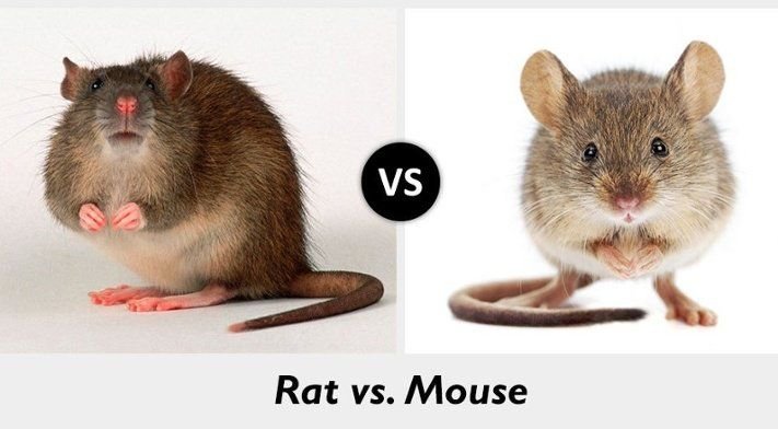 mice vst rats